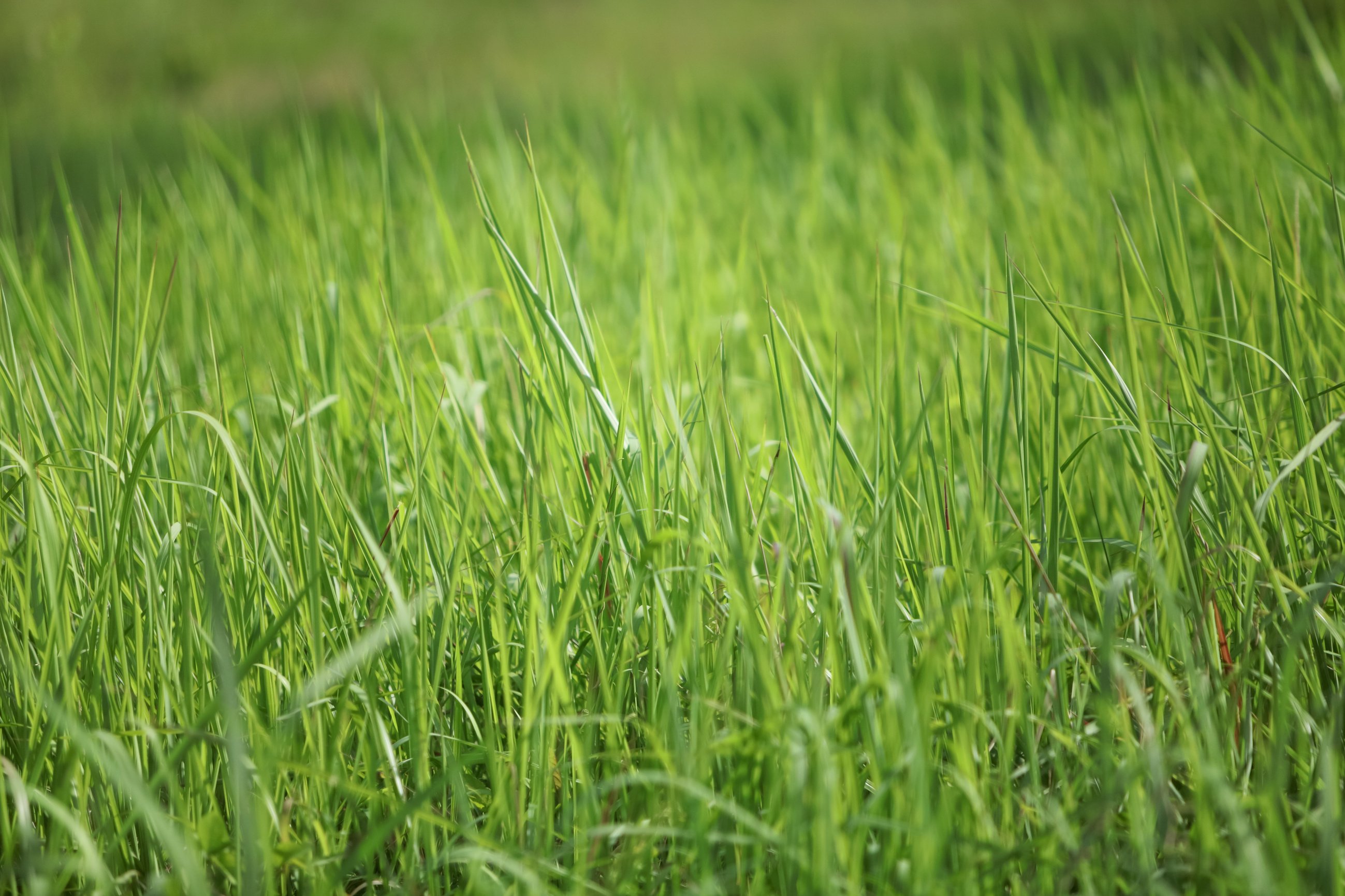 Grassy background